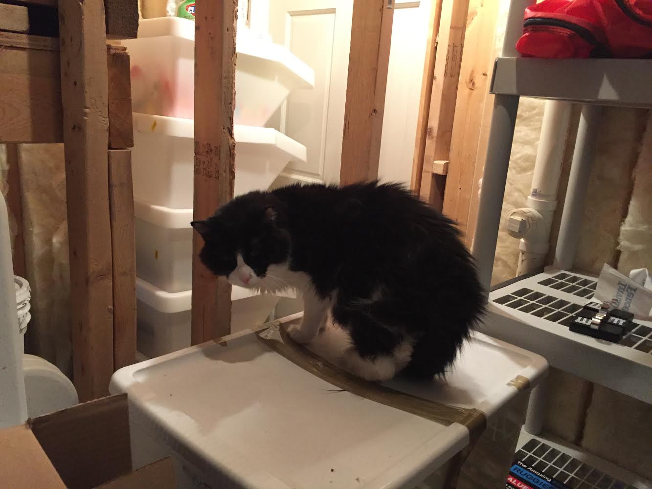 /lostandfound/images/lnfpets/original/19637_36009_unnamed (1).jpg